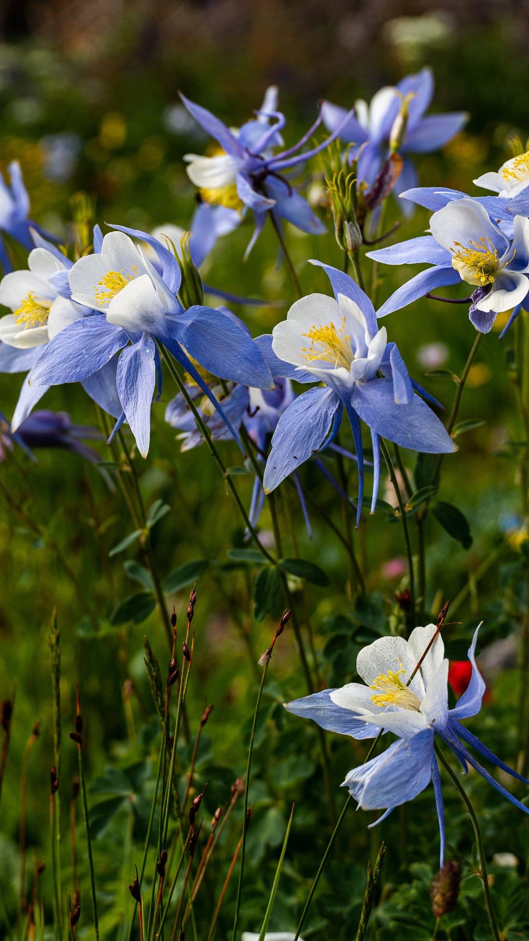 Blue and white columbine flowers with yellow centers bloom in a soft-focus meadow against a green background.