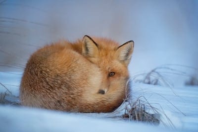 fox,Red fox,Animal wallpaper,Fox background wallpaper,wild fox wallpaper