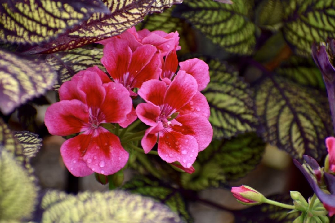 Pink geranium flowers with water droplets on petals surrounded by textured green and purple variegated leaves.