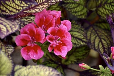 Pink geranium flowers with water droplets on petals surrounded by textured green and purple variegated leaves.