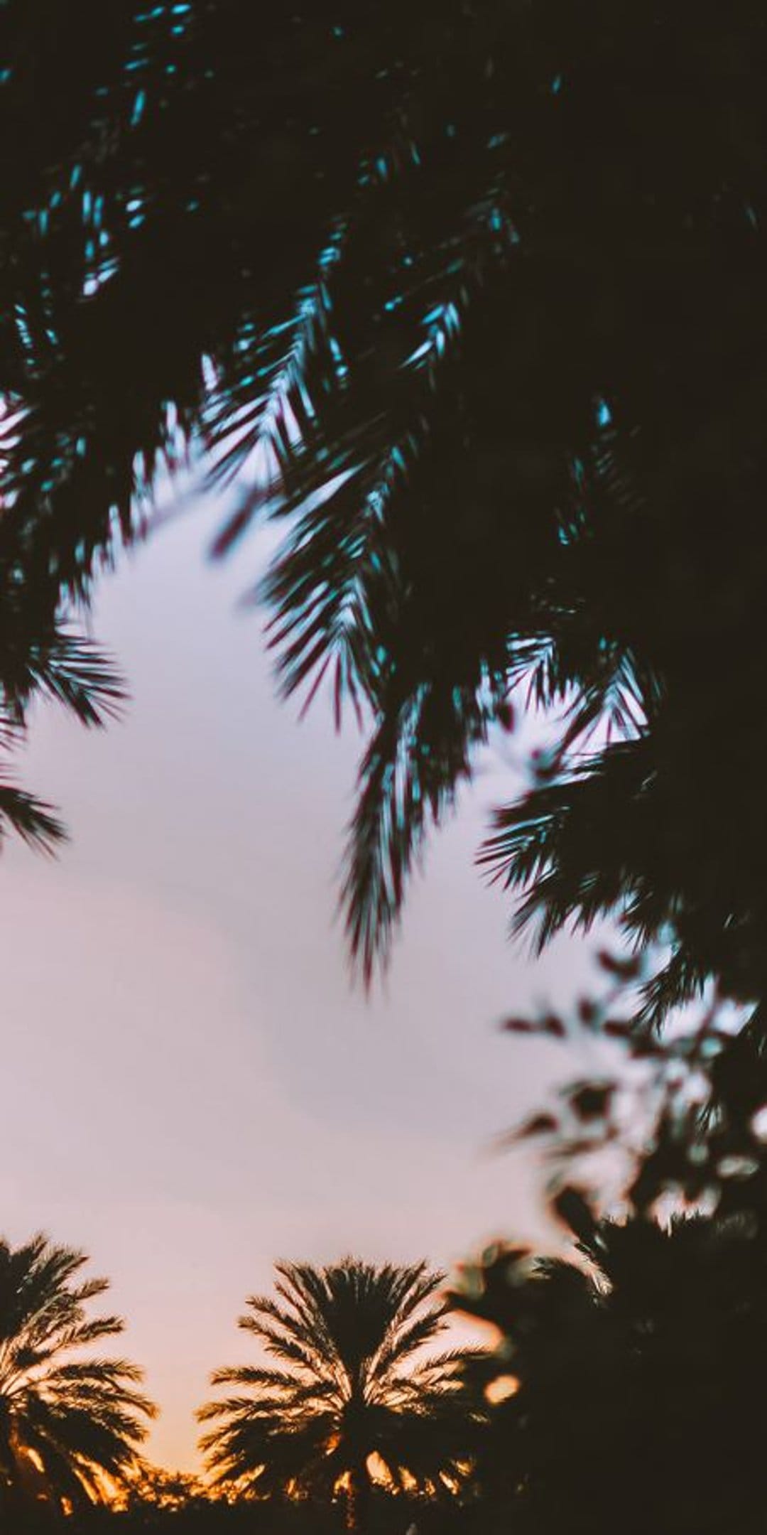 Silhouetted palm fronds frame a vertical gradient of pale blue, soft pink, and orange morning sky at daybreak.