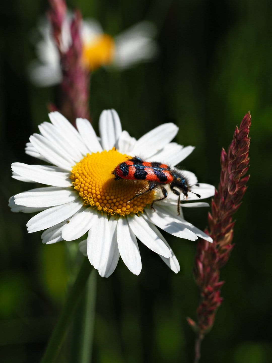 Red ladybug with black spots sits on the yellow disc of a white daisy against a blurred dark green backdrop.