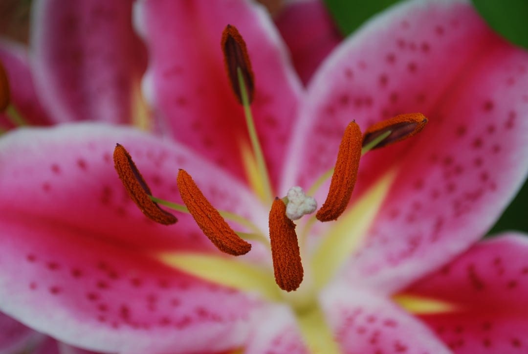Pink lily flower center featuring orange anthers covered in pollen and dark spots on vibrant magenta petals.