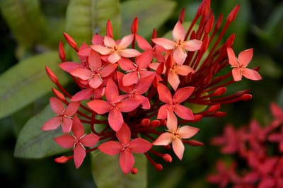 Red Ixora flowers with pointed petals in a tight cluster against a blurred green tropical leaf background.