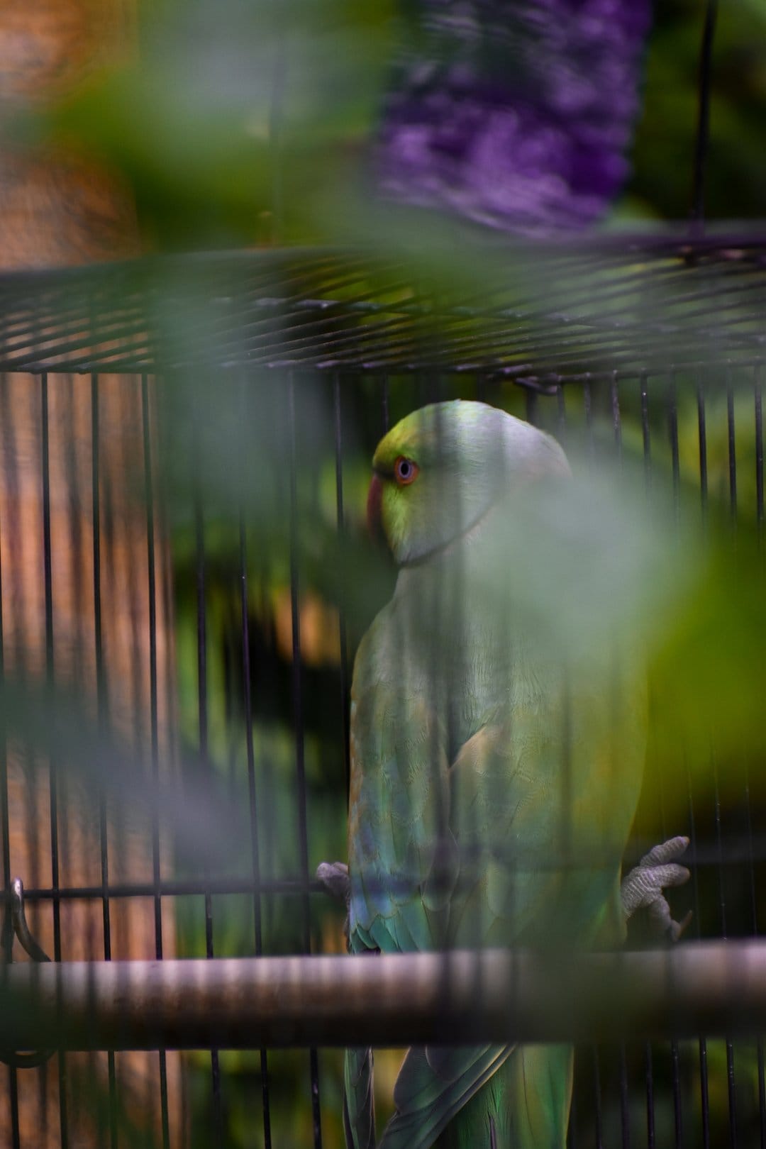Green parrot with dark eyes perches on a metal bar behind blurred tropical leaves and vertical cage wiring.
