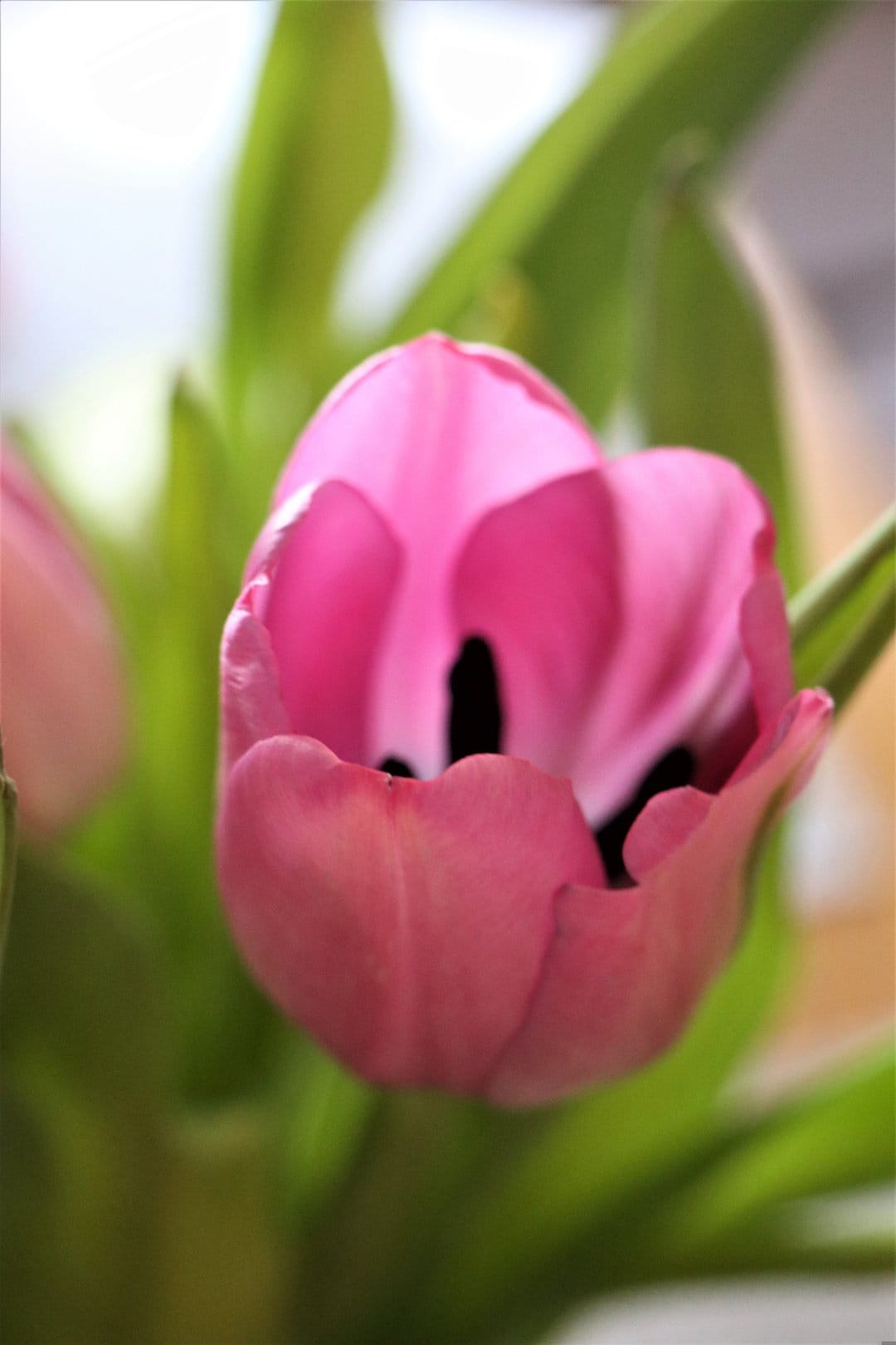 Pink tulip petals unfurl in a detailed macro view with a dark center and soft green leaves in the background.