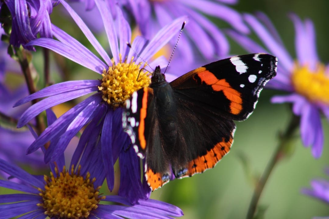 Red Admiral butterfly with orange and black wings sits on a purple aster flower with a yellow center in a garden.