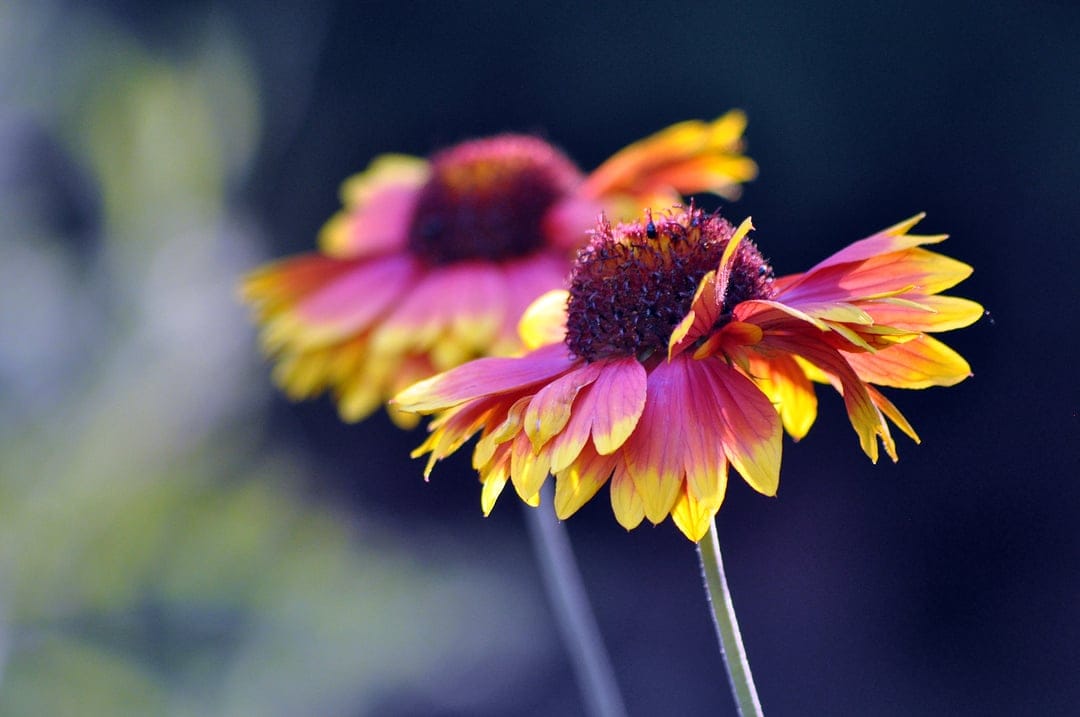 Gaillardia blanket flowers with pink and yellow petals are illuminated by soft sunlight against a blurred background.