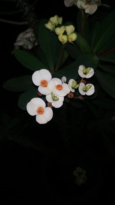 White Crown of Thorns flowers with orange centers and yellow buds set against a black night background.
