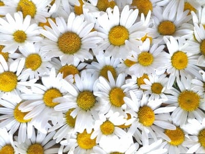 background,background of flowers,hd wallpaper,mac wallpaper,background of daisies,windows wallpaper,flower wallpaper,daisy,free background,wallpaper hd