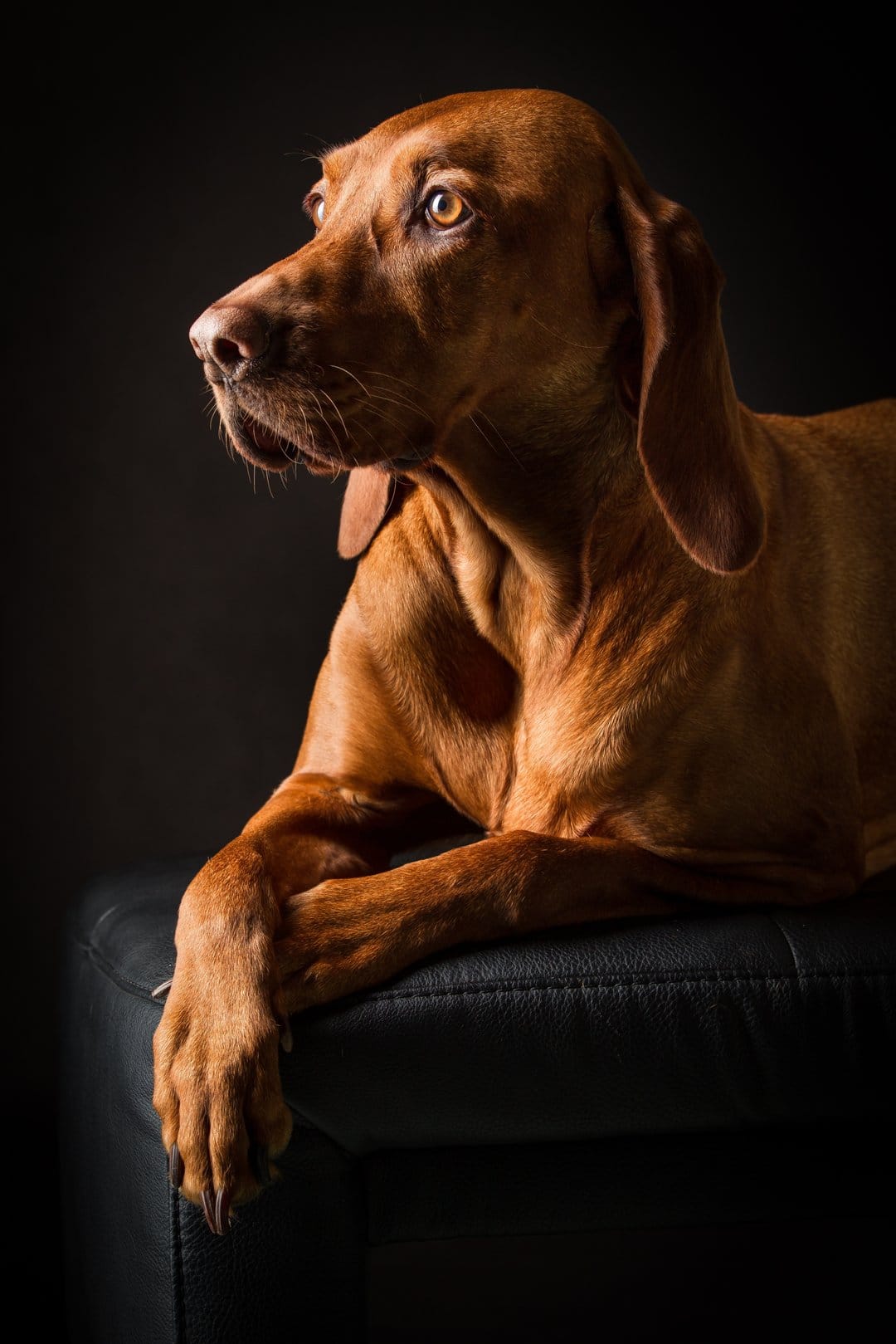 Vizsla dog with copper fur and intelligent eyes sits with paws crossed against a dark black studio background.