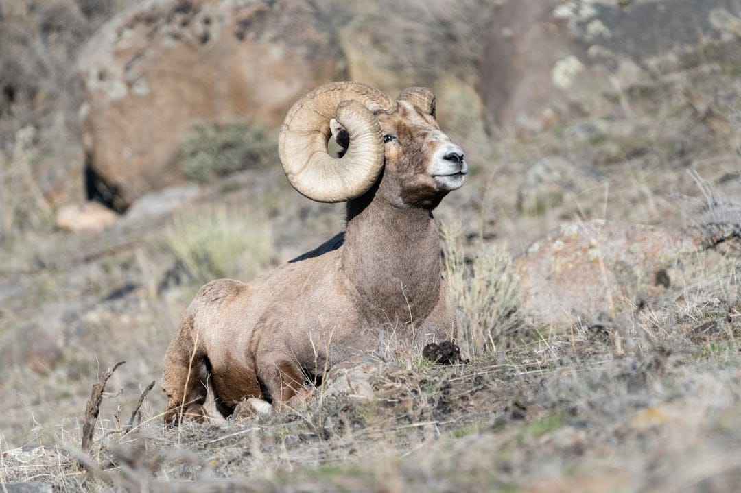 Bighorn Sheep ram with massive curled horns rests on a dry, grassy slope against a rugged mountain backdrop.
