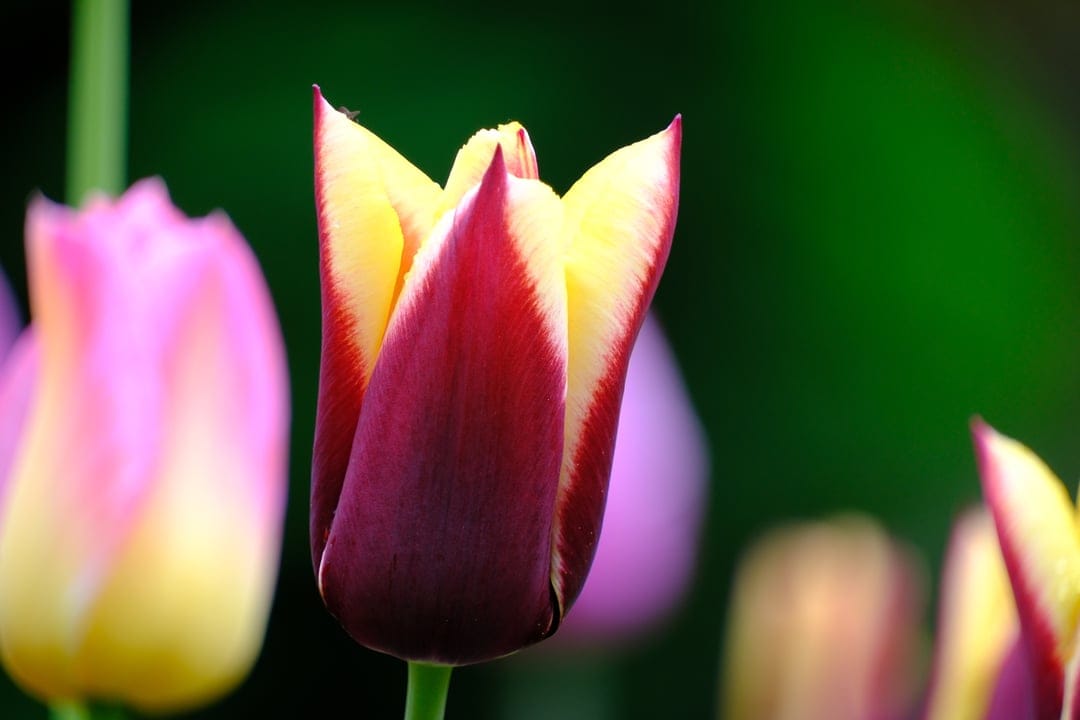 Burgundy tulip with yellow edges in sharp focus against a blurred background of pink and purple spring flowers.