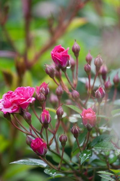 Pink rose buds covered in tiny glistening dew drops against a blurred green and red garden background.