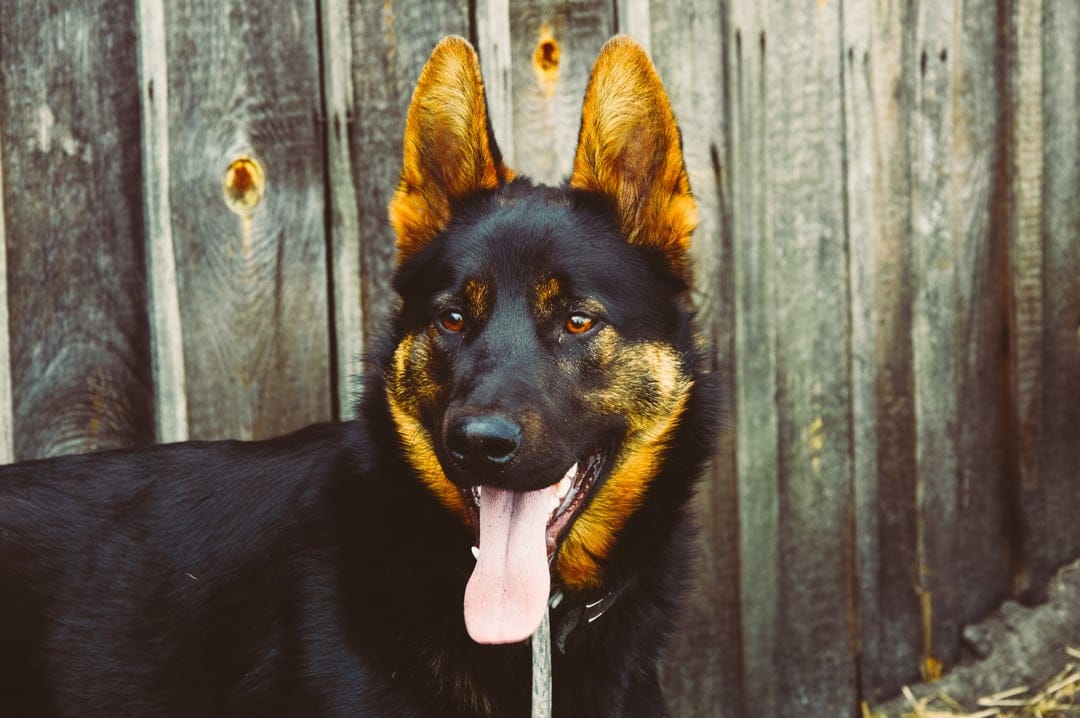 German Shepherd dog with its tongue out and pointed ears posing in front of a weathered vertical wooden fence.