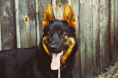 Dog wallpaper,Dog desktop wallpaper,Dog,Dog  wallpaper