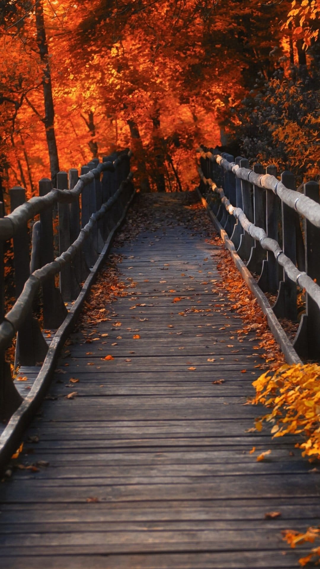 Wooden bridge covered in fallen leaves leading into a dense forest of vibrant orange and red autumnal trees.
