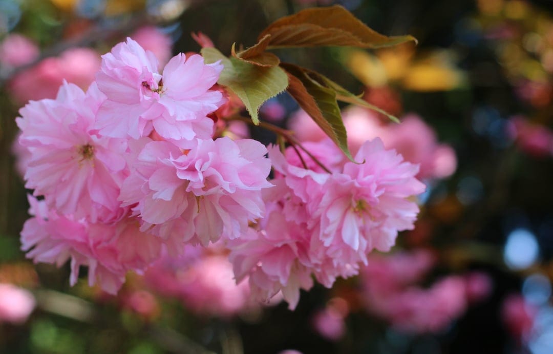 Pink cherry blossoms with delicate petals bloom against a blurred background of golden leaves and soft sunlight.