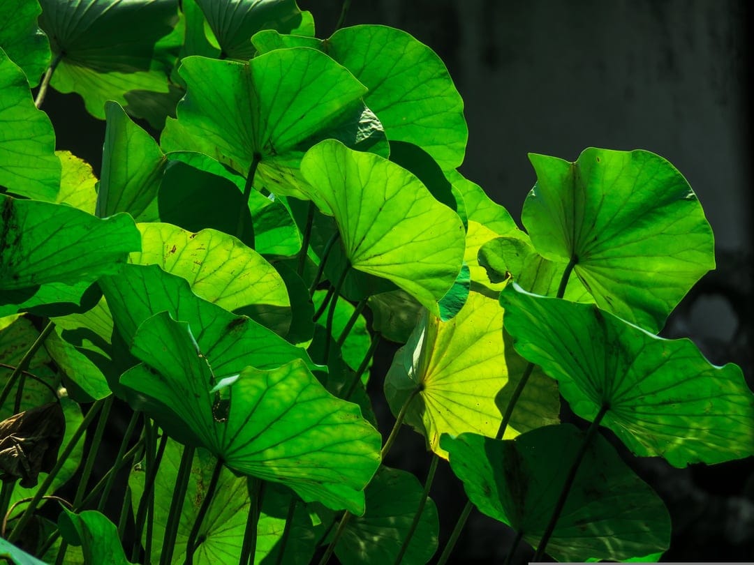 Large green lotus leaves with prominent veins and waxy textures glow under bright, dappled natural sunlight.