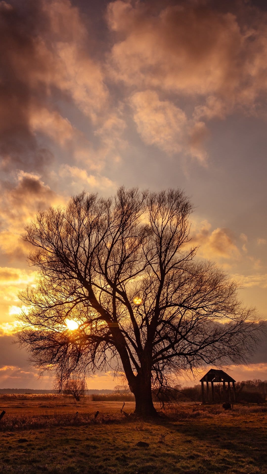Bare tree silhouette with a sunburst peeking through branches against a vibrant orange and purple sunset sky.