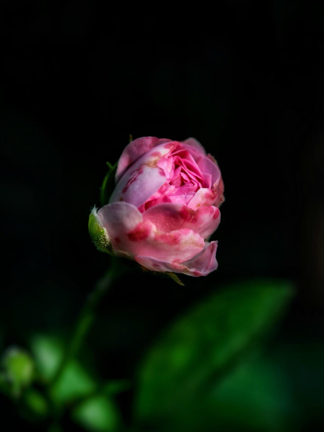 Pink rose bud with subtle red streaks and green calyx set against a dark, blurred background in sharp macro detail.