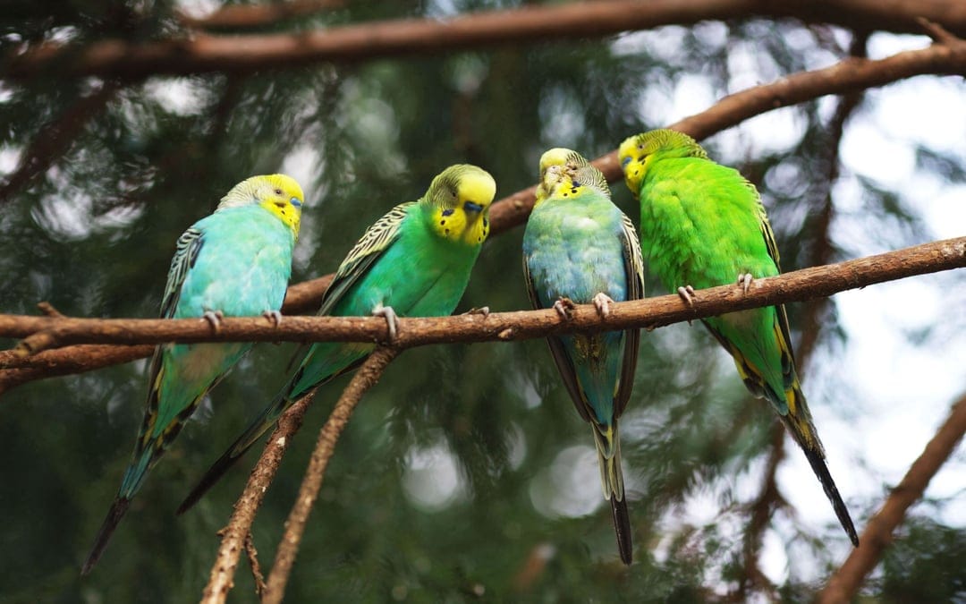 Four small blue and green budgerigars sit together on a single tree branch against a blurred green forest background.