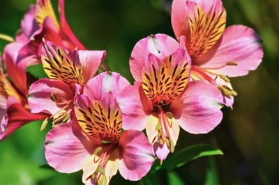 Pink Alstroemeria flowers with dark striped markings on petals captured in close-up under natural sunlight.