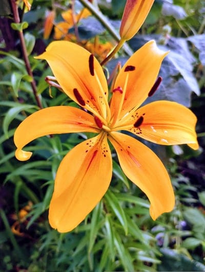 orange lily, lily flower, garden flower, floral photography, nature, bloom, petals, dark spots, summer bloom, botanical, plant, flower close-up, wildflower, outdoor, vibrant colors, fragrant flower, seasonal, horticulture, beauty of nature, floral art, lily plant, garden beauty