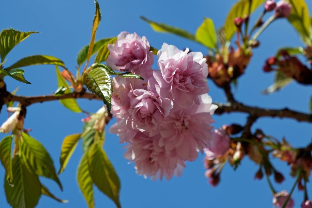 Pink cherry blossoms with delicate petals bloom on a leafy branch under a bright blue sky in sharp macro focus.