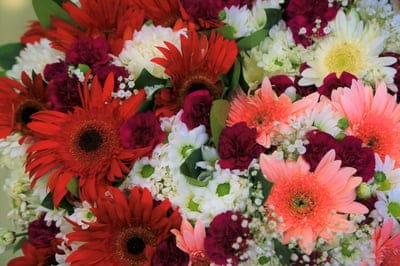 Red and pink Gerbera daisies cluster with white mums and baby's breath in a dense, colorful floral bouquet.