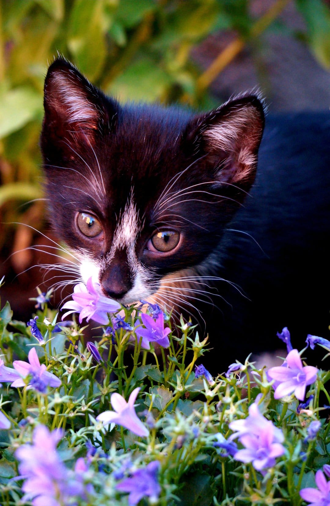 Black and white kitten sniffing purple bellflowers with sharp focus on its white whiskers and large round eyes.