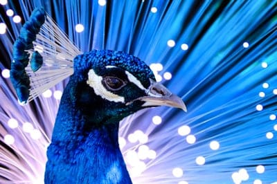 bird,nature,4k wallpaper,peacock,plumage,full hd wallpaper,crown,mac wallpaper,desktop backgrounds,cool backgrounds,wallpaper 4k,laptop wallpaper,wallpaper hd,free wallpaper,animal portrait,hd wallpaper,shining,4k wallpaper,free background,background