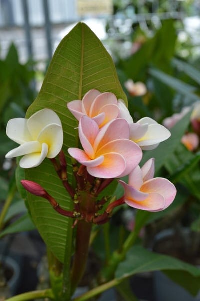 Plumeria, Frangipani, tropical flowers, exotic flowers, pink flowers, white flowers, floral photography, botanical, nature, garden, blooming, fragrant flowers, delicate petals, summer flowers, hawaiian flowers, lei flowers, ornamental plant, flower close-up, seasonal blooms, vibrant colors, natural beauty, plant photography