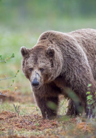 Grizzly bear face with a scar on its snout stands in a grassy wetland under soft, overcast outdoor lighting.