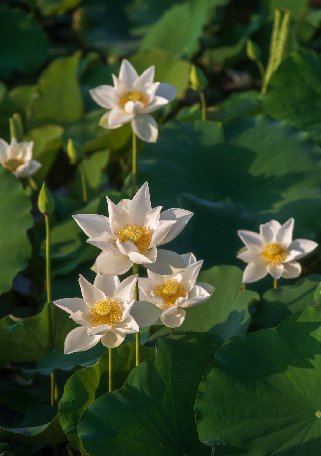 White lotus flowers with golden centers float among lush green lily pads in a tranquil, sunlit garden pond.