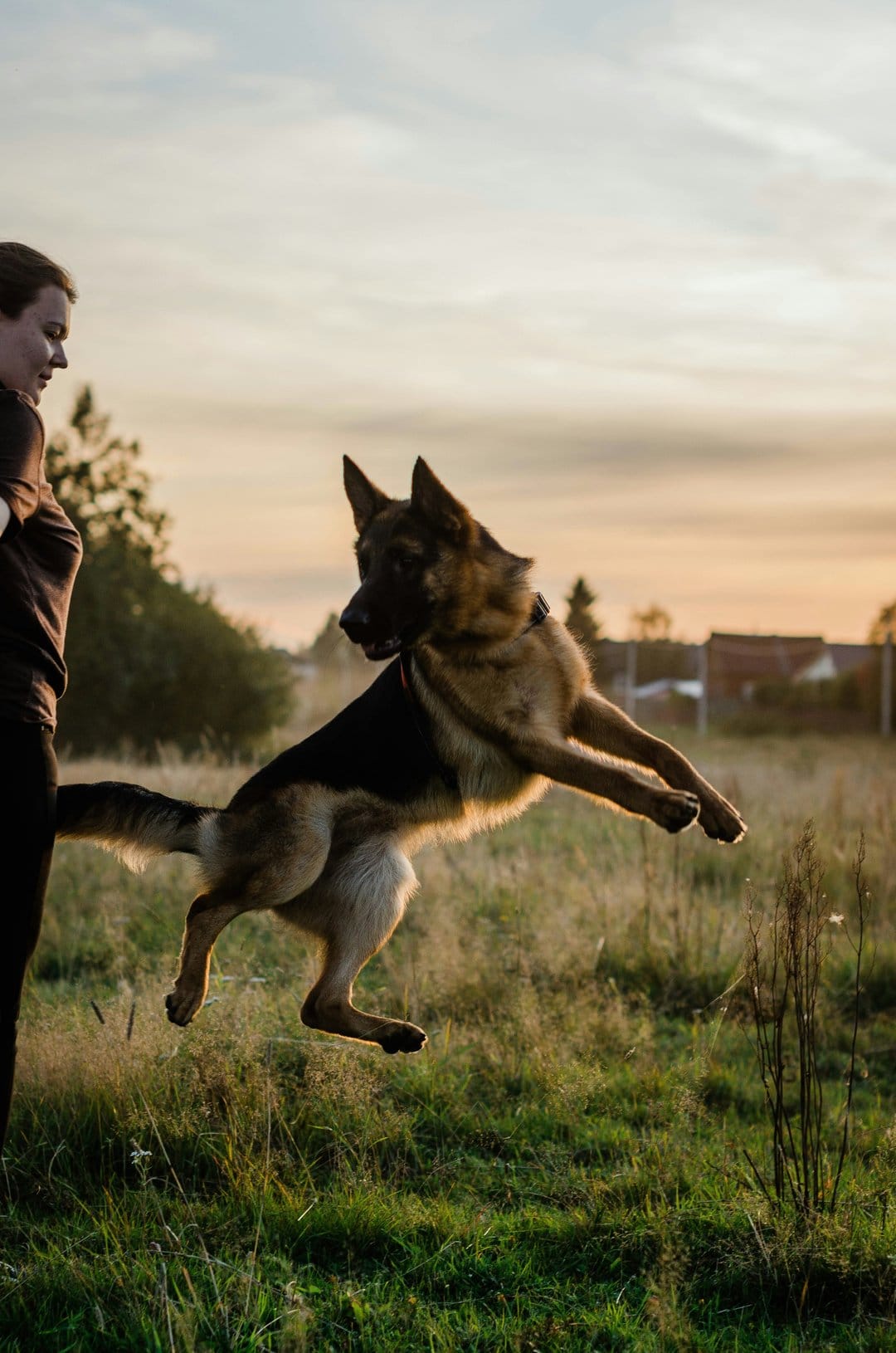 German Shepherd jumps high in a grassy field at sunset with a person watching in the golden evening light.