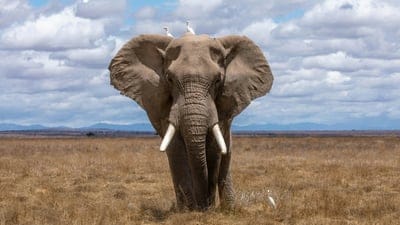 Elephant wallpaper,Elephant,Elephant background,animals