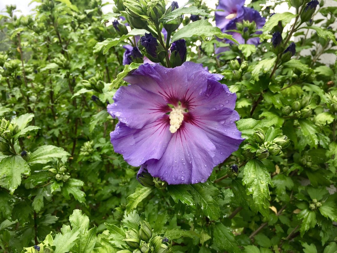 Purple hibiscus flower with water droplets on its petals against a soft green background in a vertical layout.