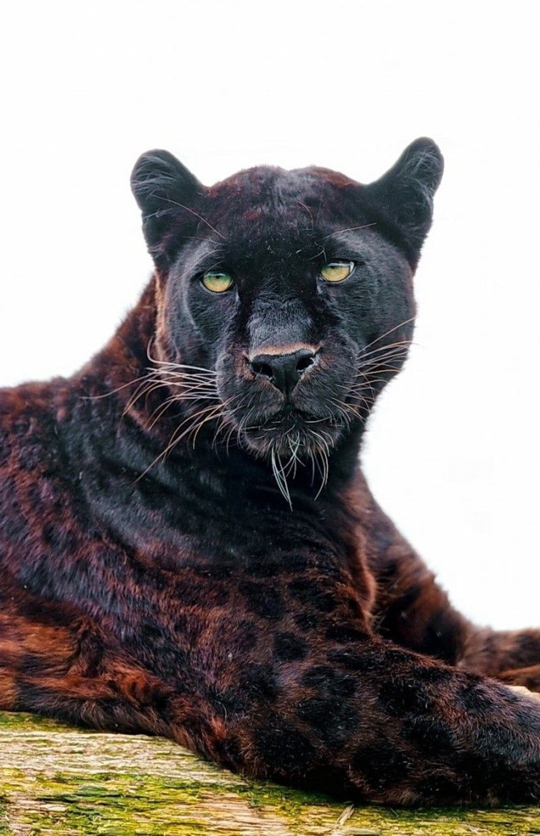 Black panther with vivid green eyes lying on green moss against a solid white background in a close-up portrait.