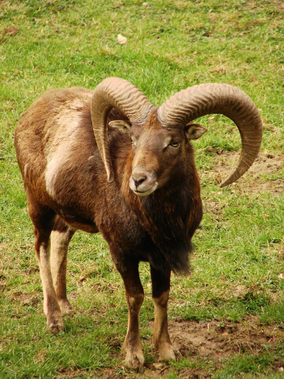 Mouflon ram with large spiral horns stands in a green grassy field under soft natural lighting during the day.