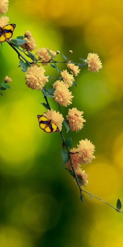 flowers,flower background,yellow flowers,ipad wallpaper,iphone wallpaper,butterflies,bloom,floral background,beautiful wallpaper,flora,nature,insects,pollination,beautiful flowers,fauna,wildlife,bokeh,mobile wallpaper,flower wallpaper,blossom