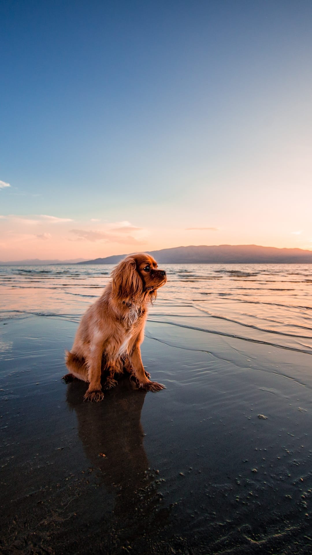 Cavalier King Charles Spaniel sits on a wet sandy beach while watching a golden sunset over mountain silhouettes.