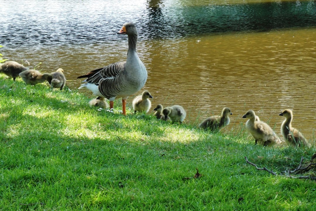 Mother goose stands near fuzzy goslings on a grassy riverbank with dappled sunlight reflecting off the water.