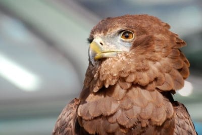 Eagle wallpaper,Eagle,Eagle desktop wallpaper,bird,wild life