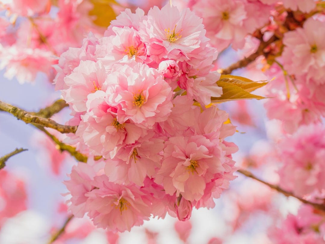 Pink cherry blossoms with delicate petals cluster on a branch against a soft blurred blue and floral backdrop.