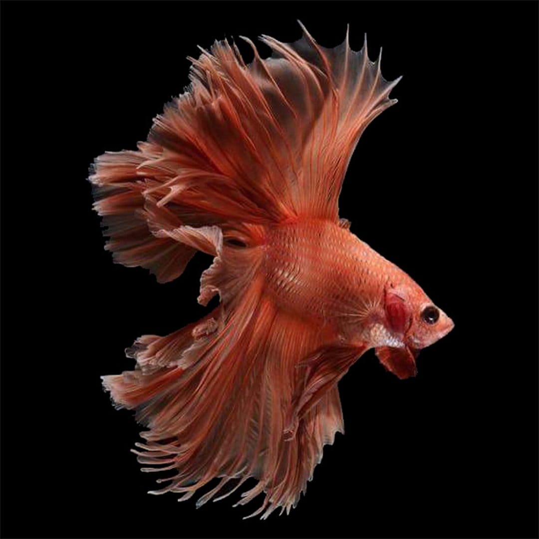Orange Siamese fighting fish with translucent flowing fins swims against a solid black background.