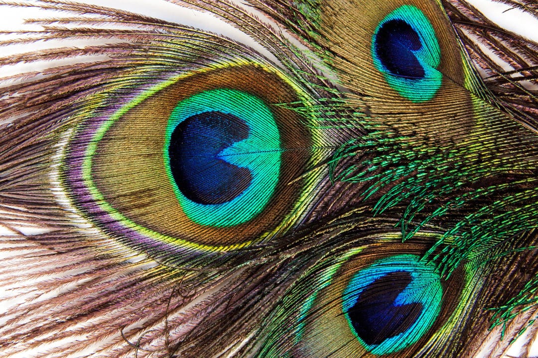 Peacock feathers show shimmering blue eyespots surrounded by green and bronze barbs in a macro close-up view.