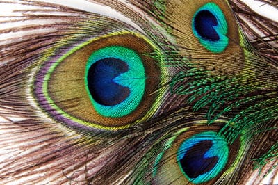 peacock feather,free background,desktop backgrounds,structure,fund,hd wallpaper,peacock,pavo cristatus,mac wallpaper,free wallpaper,vogelfedenr,eyes,laptop wallpaper,four spot,multicoloured,full hd wallpaper,jewellery,symbol of wealth,macro,4k wallpaper