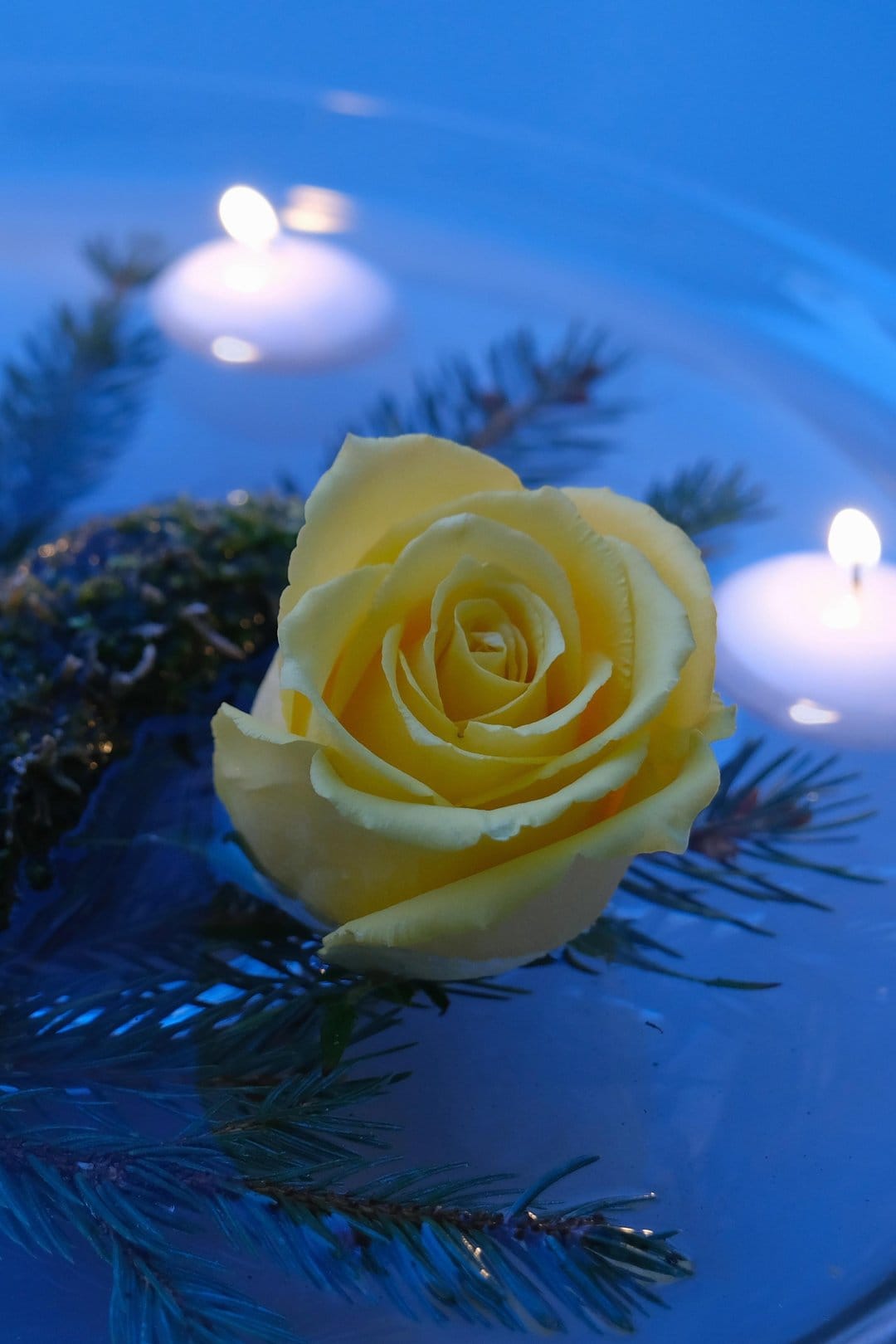 Yellow rose floating on blue water with glowing candles and green pine needles in a vertical macro shot.