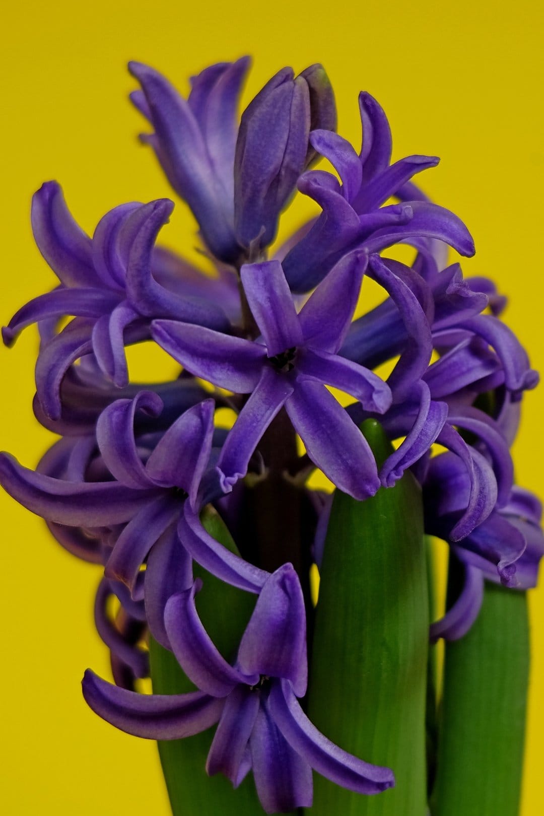 Purple hyacinth flower with intricate petals and green stems centered against a solid bright yellow background.